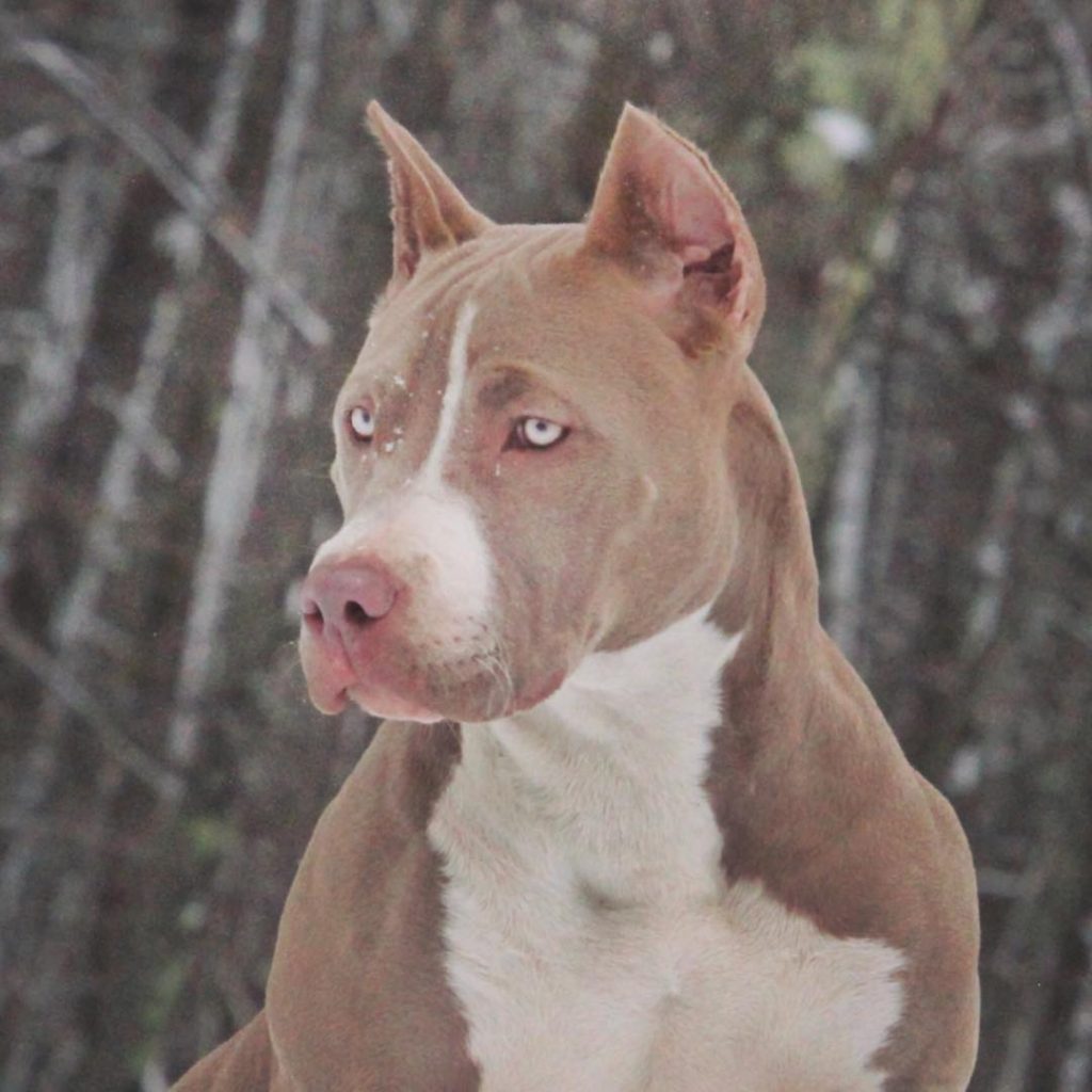 akc registered pitbull puppies for sale