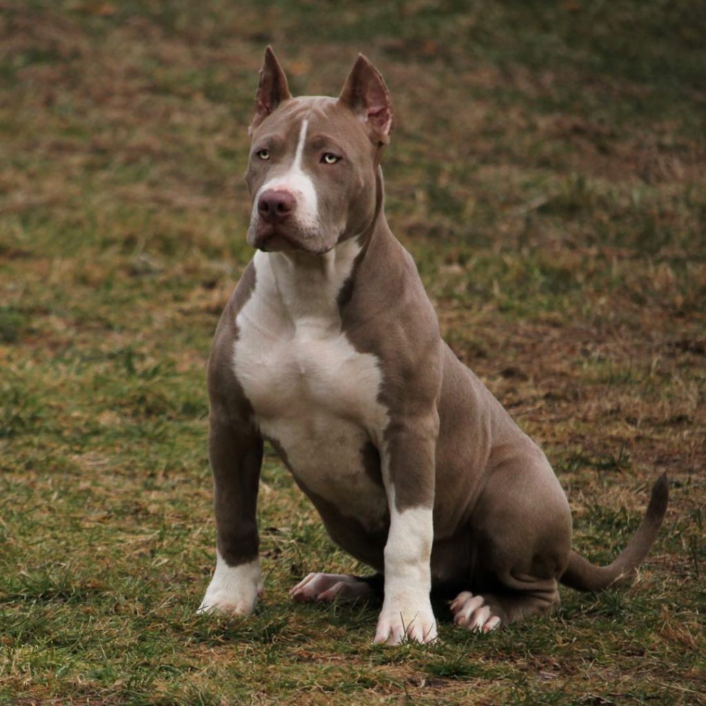 akc registered pitbull puppies for sale