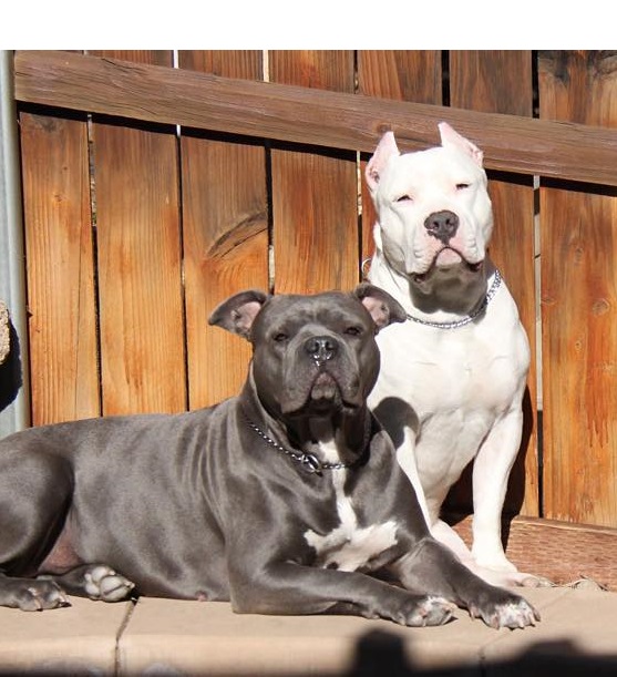 registered pitbull breeders