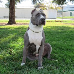 grey bully pit