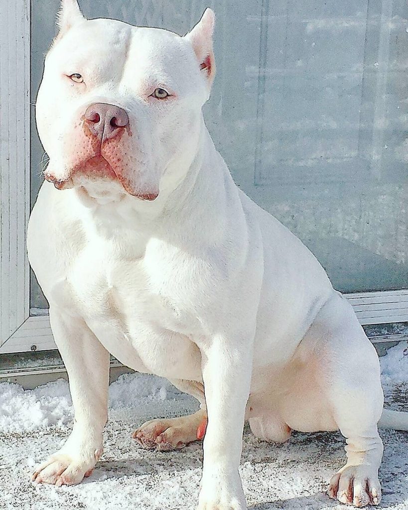all white pitbull puppies for sale near me