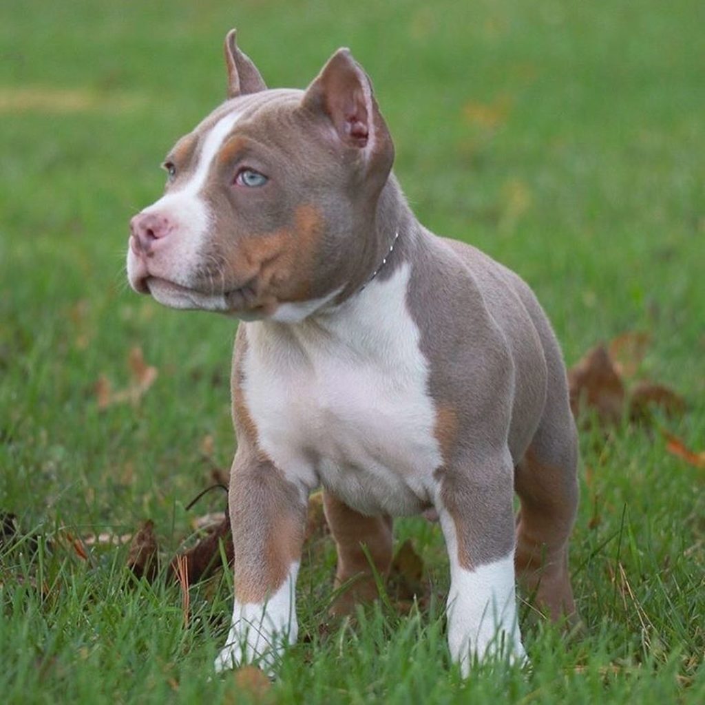 tri color american pitbull terrier